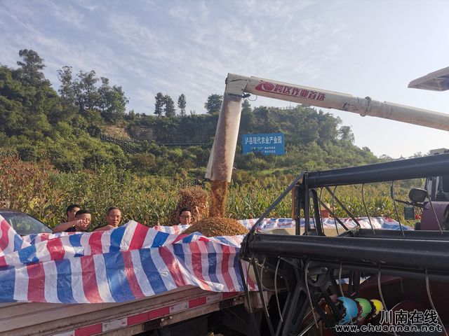 泸县：园区带动全县酿酒高粱快速发展(图5)