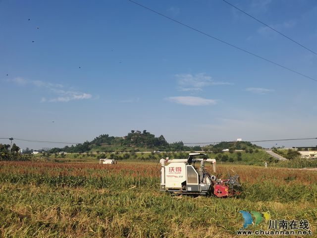 泸县：园区带动全县酿酒高粱快速发展(图7)