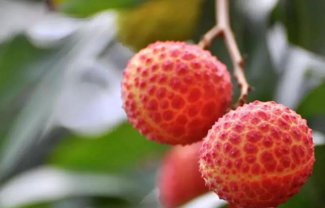 100元一斤的荔枝，泸州女子吃进了医院？(图10)