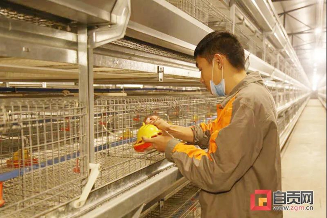 洋气！自贡这里的蛋鸡过上了“智能化”生活(图1)