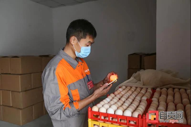 洋气！自贡这里的蛋鸡过上了“智能化”生活(图5)