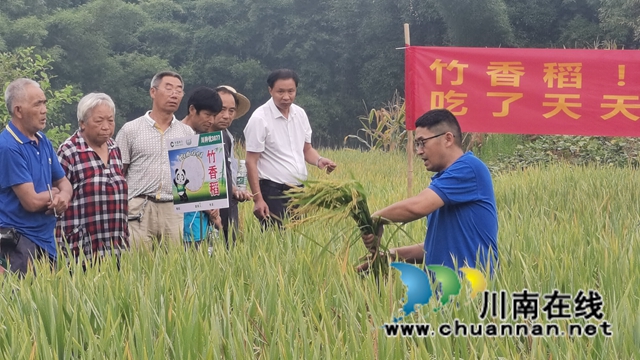 泸县：竹香稻田间观摩会，用事实说话(图2)