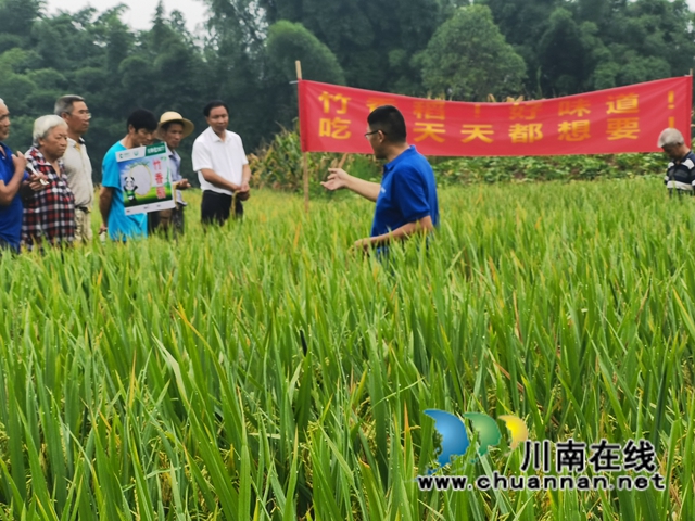泸县：竹香稻田间观摩会，用事实说话(图3)