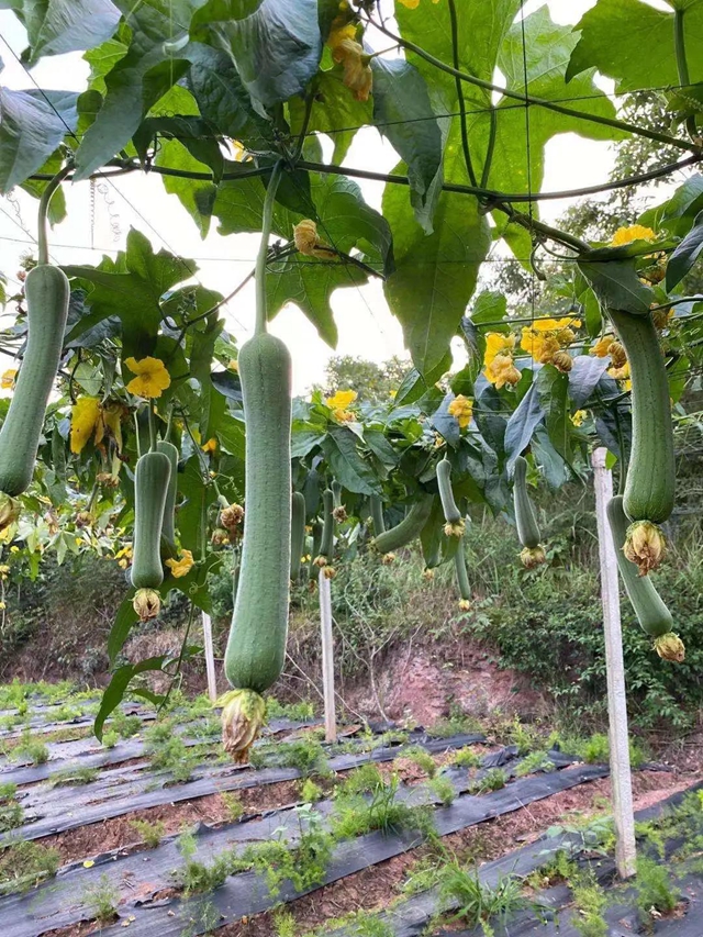 受疫情影响，每天3000斤丝瓜滞销！内江这位菜农心急如焚！(图1)