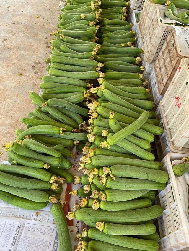 受疫情影响，每天3000斤丝瓜滞销！内江这位菜农心急如焚！(图3)