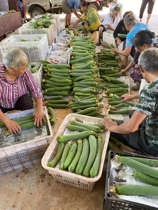 受疫情影响，每天3000斤丝瓜滞销！内江这位菜农心急如焚！(图5)