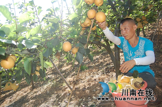 纳溪区大渡口镇：打工青年返乡种黄金梨，结出致富“金果”(图1)