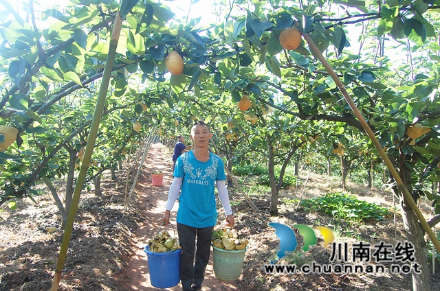 纳溪区大渡口镇：打工青年返乡种黄金梨，结出致富“金果”(图2)