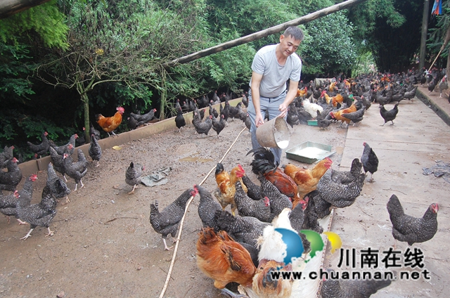 喂虫子，体验卖……纳溪这个农民养鸡增收有两手！(图2)