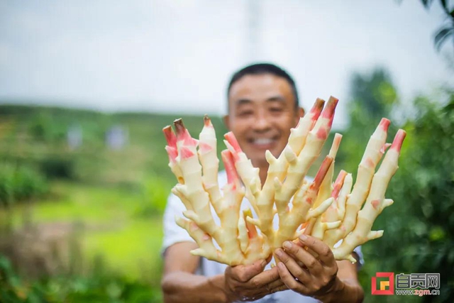 自贡这里的姜，做菜特别香！(图8)