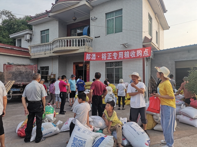 订单种植　泸县方洞镇万亩酿酒高粱收入1600万元！(图2)