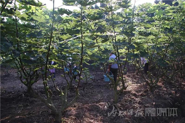 都熟啦！内江这里，有一大片无花果林(图3)