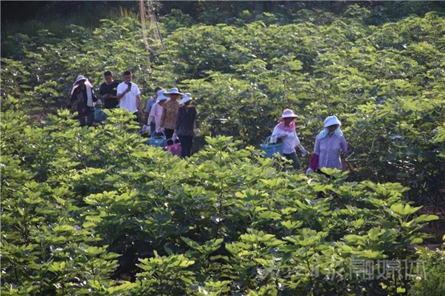 都熟啦！内江这里，有一大片无花果林(图4)