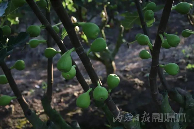都熟啦！内江这里，有一大片无花果林(图6)