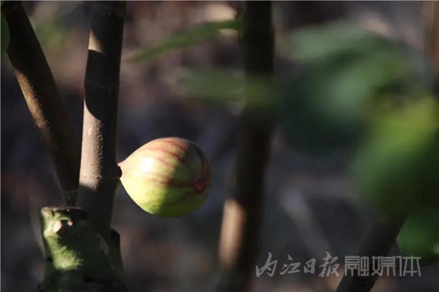 都熟啦！内江这里，有一大片无花果林(图9)