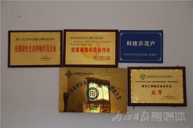 都熟啦！内江这里，有一大片无花果林(图10)