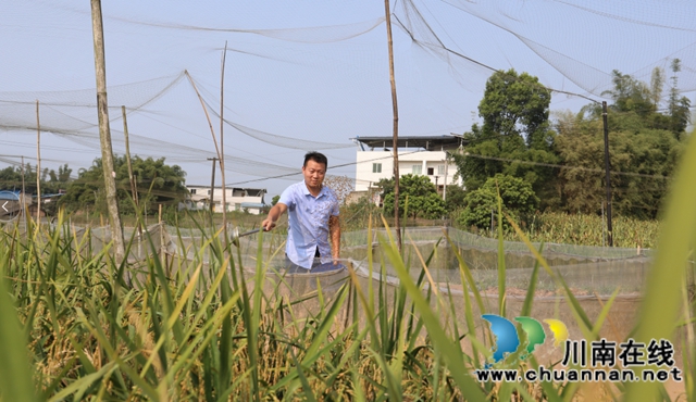 龙马潭区胡市镇：乡贤“雁归”，绘就乡村振兴致富路(图1)