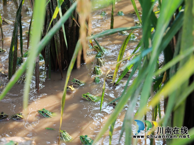 龙马潭区胡市镇：乡贤“雁归”，绘就乡村振兴致富路(图4)