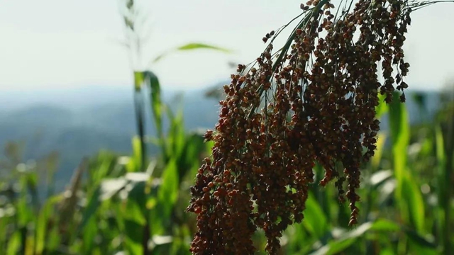 大丰收!合江这个镇发钱了,村民乐开了花……(图1) 大丰收!合江这个镇发钱了,村民乐开了花……(图1)