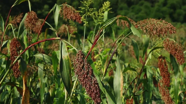 大丰收!合江这个镇发钱了,村民乐开了花……(图2) 大丰收!合江这个镇发钱了,村民乐开了花……(图2)
