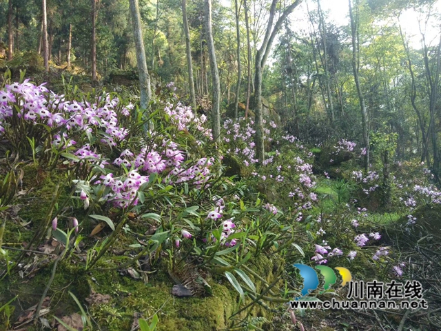 合江县先滩镇梨树塆村乡贤人士李相金：一个让山区石头长出“金条”的“领头雁”(图2)