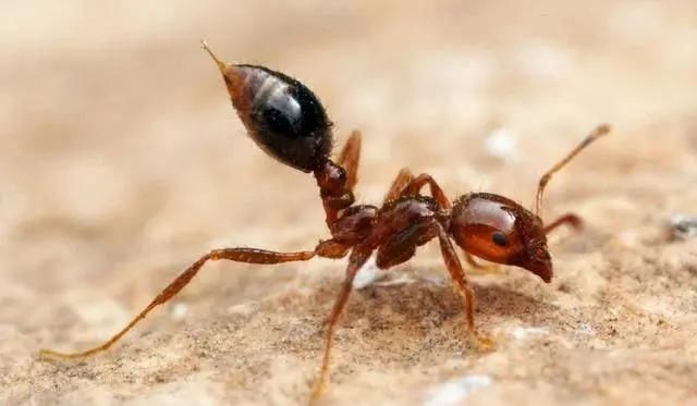 【扩散】致命“红火蚁”出没，泸州男子被咬伤入院