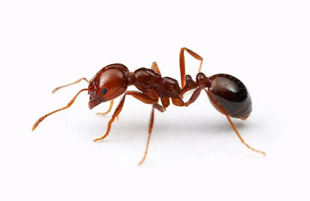 【扩散】致命“红火蚁”出没，泸州男子被咬伤入院(图7)