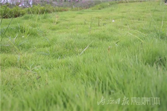隐于山水间的“绝色”！内江附近又添周末放空好去处(图9)