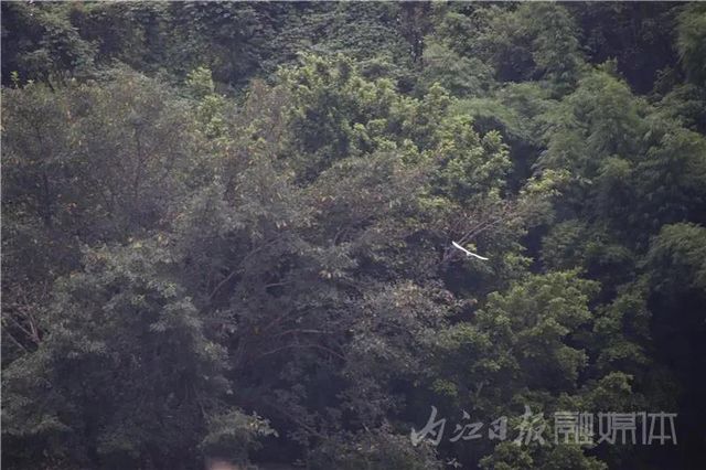 隐于山水间的“绝色”！内江附近又添周末放空好去处(图16)