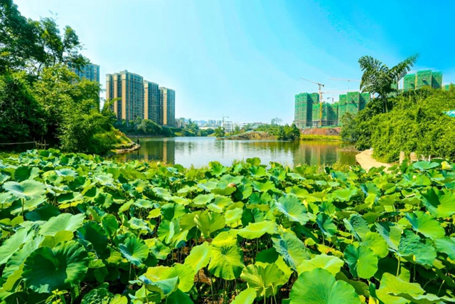 宜宾将新增一个超大湿地公园！规划面积30公顷！(图4)