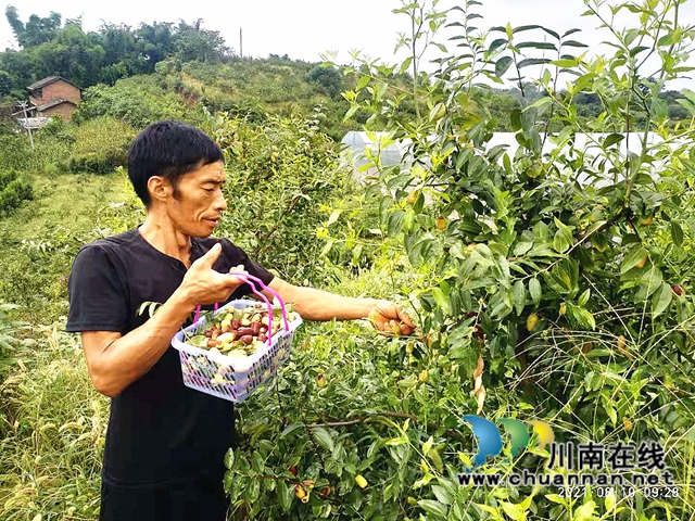 江阳区况场街道：脆枣采摘，甜了游客富了农民(图2)