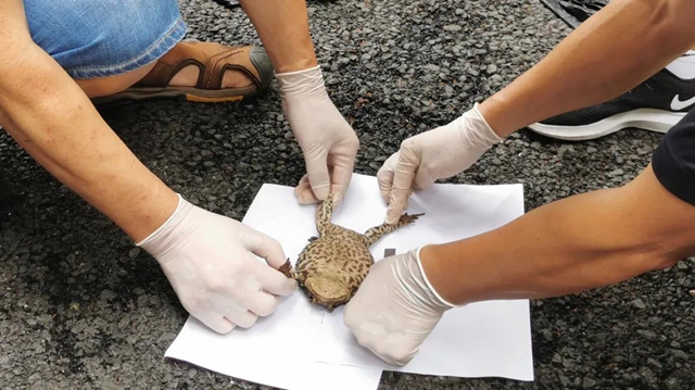 泸州两父子在地下室藏1000多斤野生癞疙宝(图2)