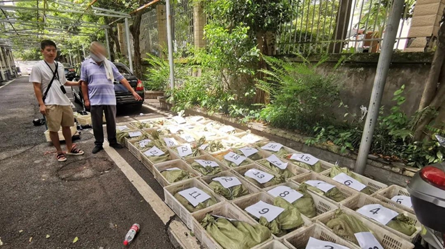 泸州两父子在地下室藏1000多斤野生癞疙宝(图4)