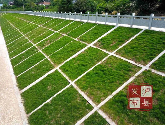 美呆了，泸县最美河堤诞生！(图4)