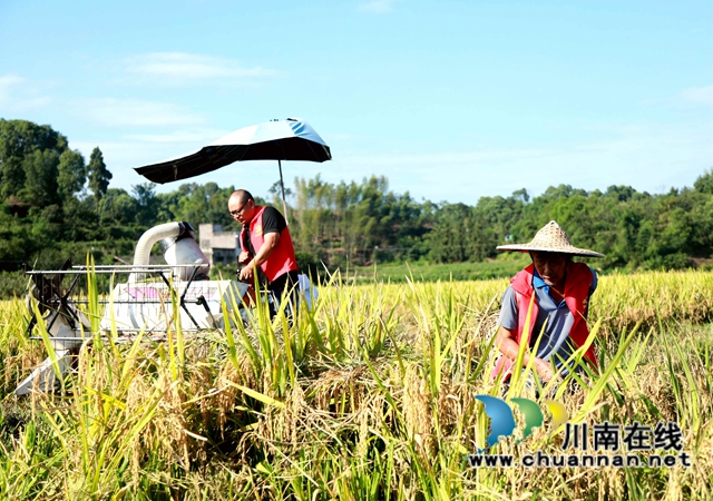 合江：多彩水稻迎丰收，乡村振兴开新局(图1)