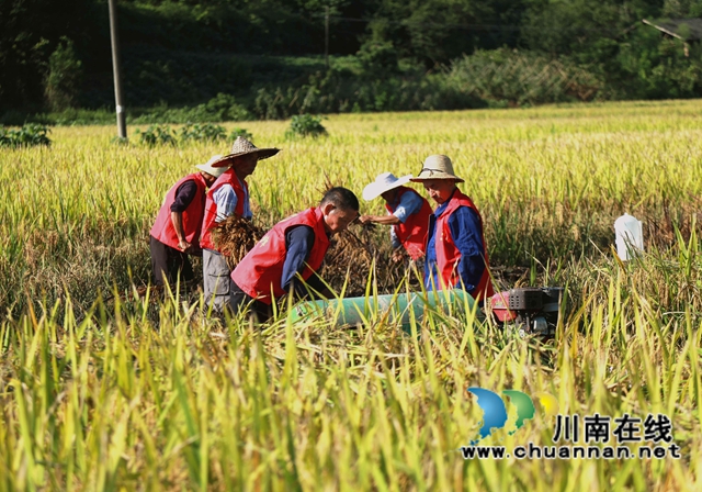 合江：多彩水稻迎丰收，乡村振兴开新局(图2)