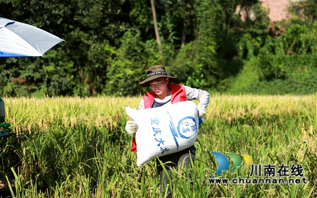 合江：多彩水稻迎丰收，乡村振兴开新局(图4)