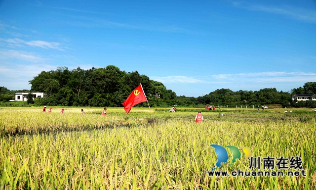 合江：多彩水稻迎丰收，乡村振兴开新局(图3)