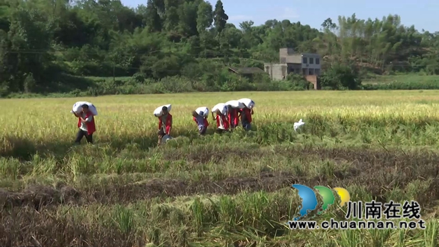 合江：多彩水稻迎丰收，乡村振兴开新局(图5)