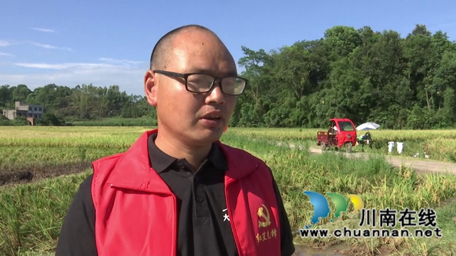 合江：多彩水稻迎丰收，乡村振兴开新局(图6)