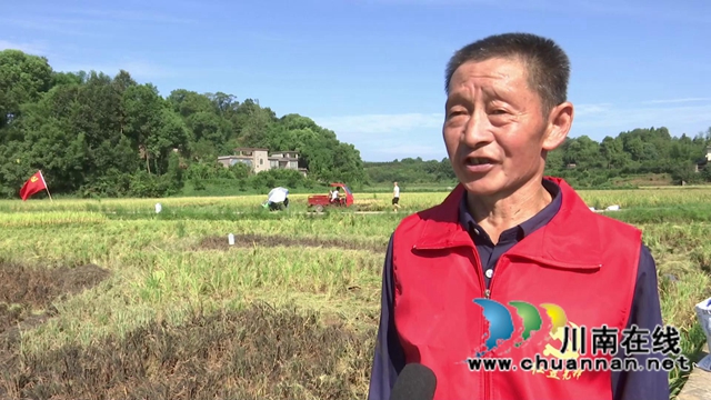 合江：多彩水稻迎丰收，乡村振兴开新局(图7)