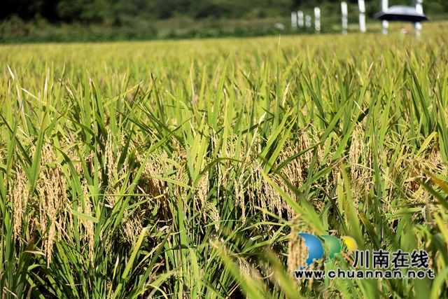 合江：多彩水稻迎丰收，乡村振兴开新局(图10)