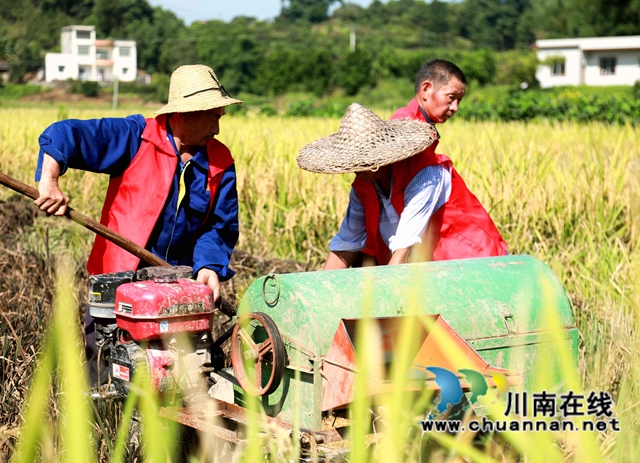 合江：多彩水稻迎丰收，乡村振兴开新局(图13)