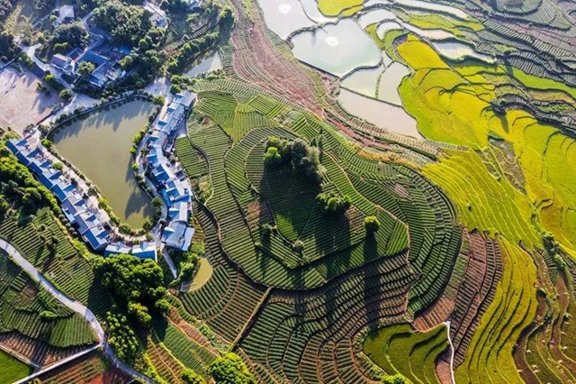 秋收丨叙永：红岩水稻大丰收，满田尽披“黄金甲”(图6)