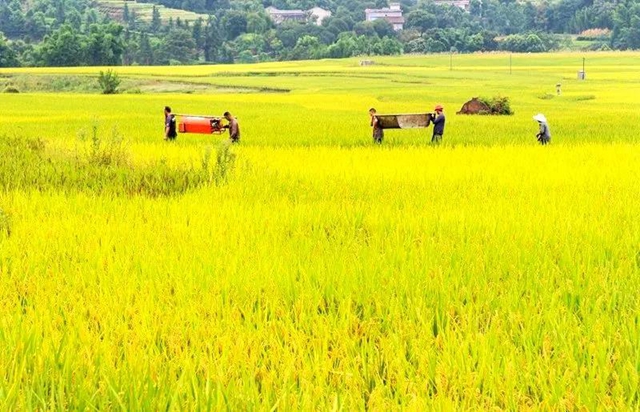 秋收丨叙永：红岩水稻大丰收，满田尽披“黄金甲”(图9)