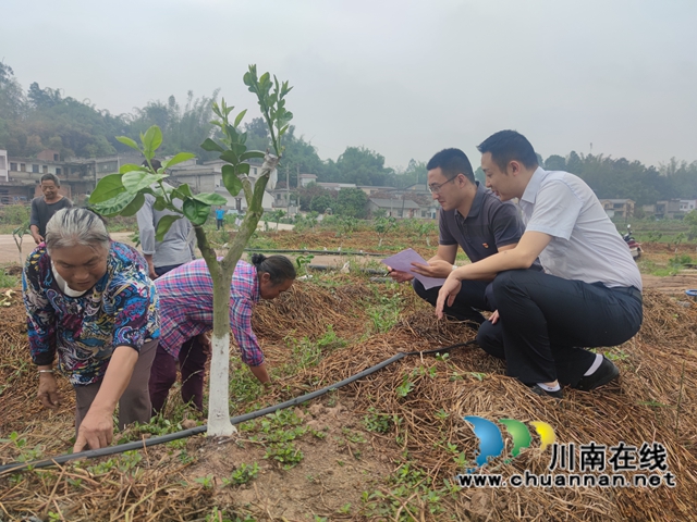 泸县海潮镇：巩固脱贫攻坚成果，助推乡村振兴发展(图2)
