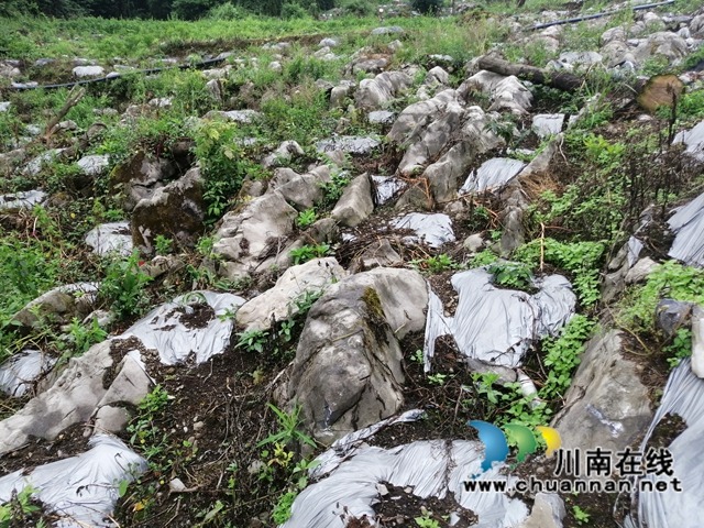 古蔺金兰新乡贤雷顺：让荒山遍地是金银