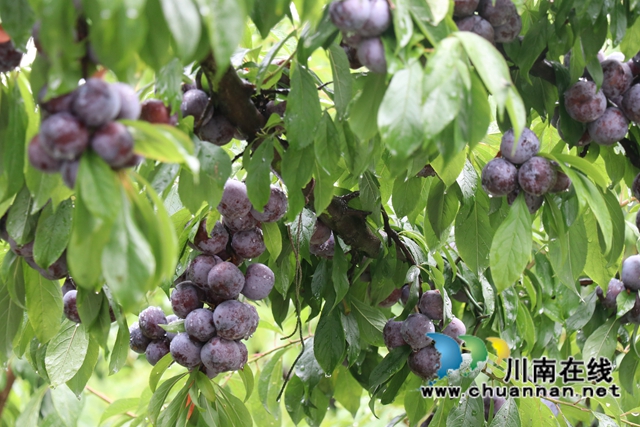 古蔺县金兰街道：小李子变身“金果果”(图2)