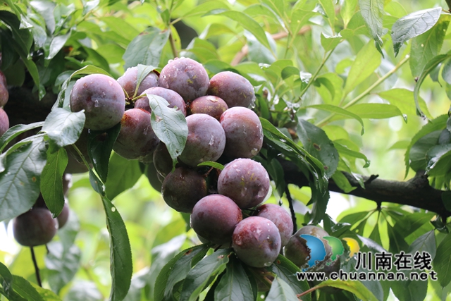 古蔺县金兰街道：小李子变身“金果果”(图1)