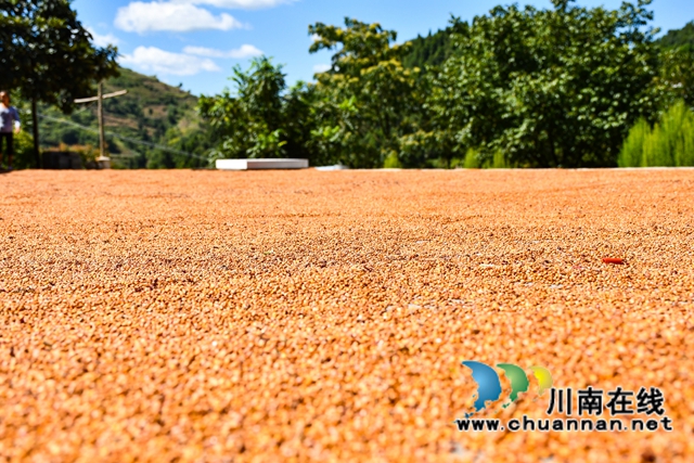 古蔺县金兰街道：红樱子高粱喜迎丰收(图3)